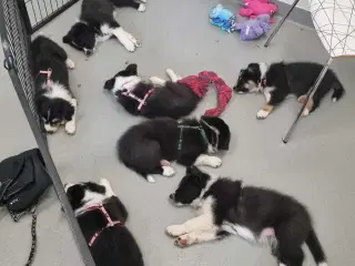 Border collie hvalpe med stamtavle og gode linjer