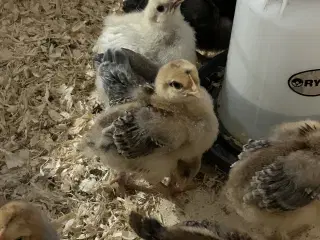 Daggamle kyllinger sælges 