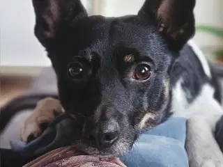 Tilbydes til parring han hund