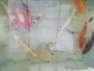 koi fisk 25 -35 cm