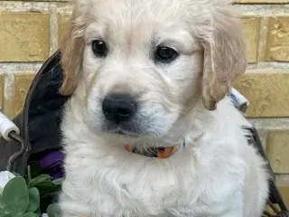 Golden Retriever /labrador hvalpe