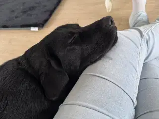 Labrador han