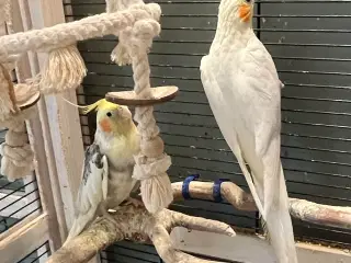 Ældre ægtepar søger nye kærlige omgivelser 🦜