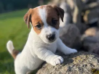 Jack Russell Terrier, kortbenet, DKK