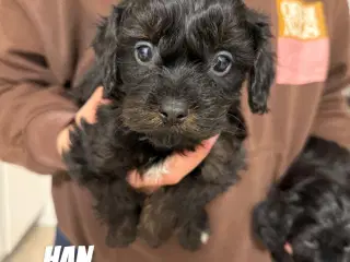 Dejlige cavapoo hvalpe søger nyt hjem!