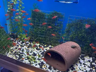 koral platy