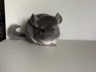 Violet poss sc dreng