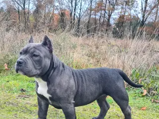 American Bully Pocket ABKC