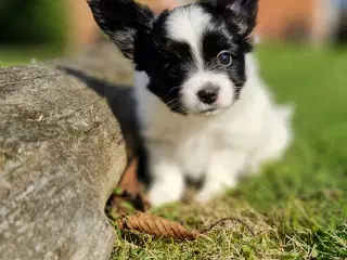 Papillon hvalpe