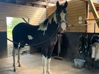 American curly hingst