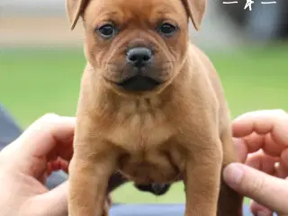 Smukke Staffordshire Bull Terrier hvalpe DKK 