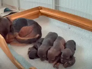 Søde, charmerende og kærlige gravhunde hvalpe