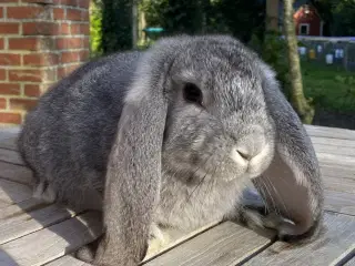 FRANSK VÆDDER HUN CHINCHILLA
