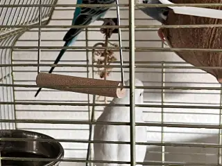 3 undulater søger nyt hjem