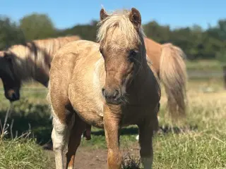 Palominobroget hingsteføl 