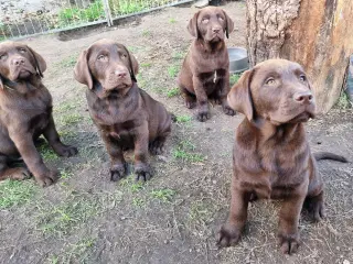 Brune labradorhvalpe med DKK-stamtavle