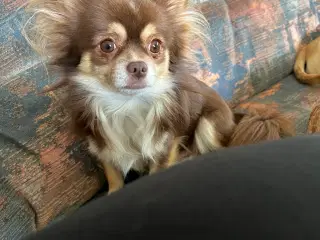 Chihuahua han sælges