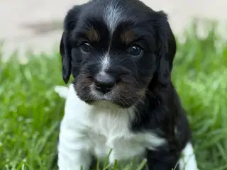 Cavalier Blanding