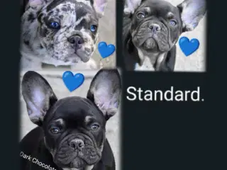 Fransk bulldog hvalpe.