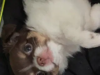 Langhåret han hvalp