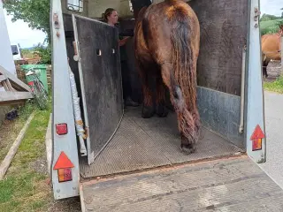 1 årig Jyskhest hingst sælges