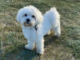 Havapoo/maltipoo