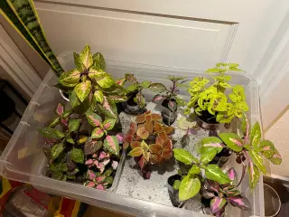 Forskellige paletblad planter