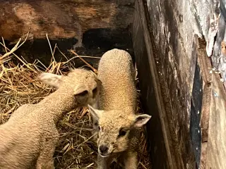 Får med lam købes. 