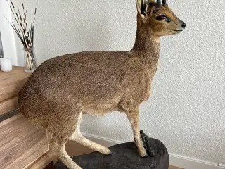 Flot Klipspringer fra Namibia 