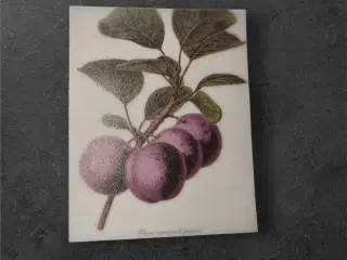 Botanisk mini-tryk: Prunus domestica i blomst