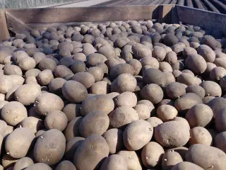 Økologiske kartofler..til overs efter lægning