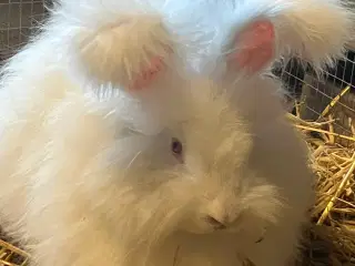 Angora han 