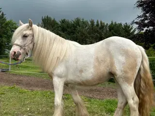 Irish Cob - Tinker hoppe - 2 år