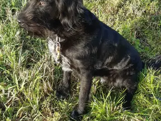 Labrador blanding Tæve