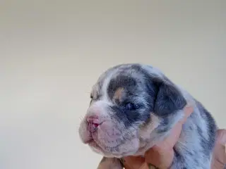 Engelsk bulldog hvalpe 