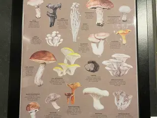 Plakat m. svampe i ramme