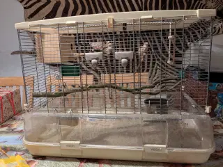 10 Zebraer finker med fuglebure