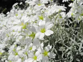 Hønsetarm med hvide blomster