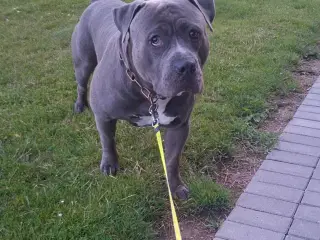 American Bully fra Lionheart bullies med Stamtavle
