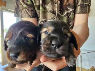 Skønne miniature gravhunde hvalpe