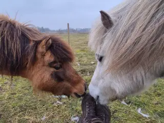 Skønneste små "lopper" ❤️