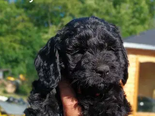 Super socialiserede goldendoodles 