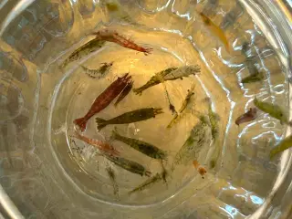 Neocaridina rejer, 22 stk.