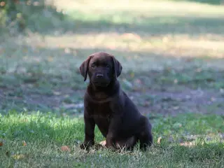 Labrador