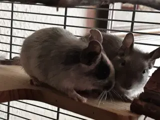 Degu