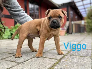 Staffordshire Bull Terrier hvalpe med DKK tavle
