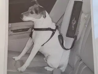 Hundesele til bilen 