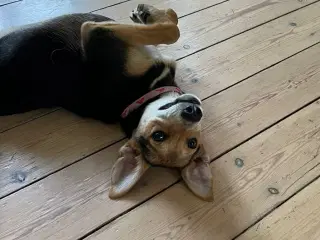 Søde Fluffy søger hjem ☺️