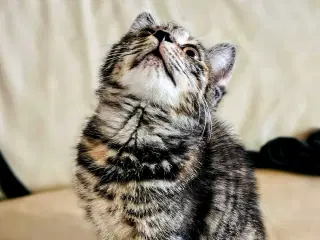 Maine Coon Bla. 🐈