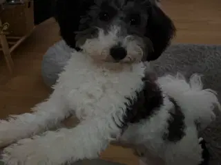 Sødeste Cavapoo hvalp 